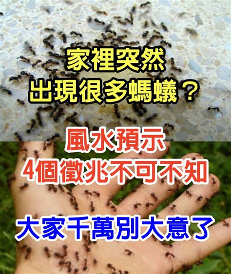 家裡突然很多螞蟻|家中突然出現很多小螞蟻怎麼辦？專家教你五招消滅家中小螞蟻、。